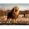 Ravensburger Puzzle 1500 Pezzi Il Re Leone - Puzzle Ravensburger per Adulti e Bambini