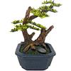 Amtra Wave Japan Bonsai con Vaso