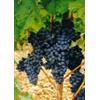 Herboplanet MSA VITIS VINIFERA 50 ML