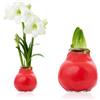 DUTCH BULBS EXCLUSIVE PLANTS FROM HOLLAN Amaryllis in cera Winter Whisper - (1 pezzo) Bulbo di Amaryllis in cera rossa di grandi dimensioni 30/32 - Miscela esclusiva di piante vere dall'Olanda - Hippeastrum (senza semi, non artificiale)