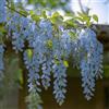 Generic semi dell'albero di glicine, fiori di campo, piante in vaso albero di glicine fiori balcone, piante rampicanti resistenti Acquista semi di fiori, semi biologici albero dei bonsai fiori 8pcs