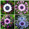 Generic 150 Semi di Margherita Africana Mista - Semi di Osteospermum con Centro Blu per Giardino e Vasi
