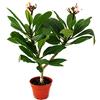 exotenherz Cuore esotenico - Albero Tempbaum hawaiano - Plumeria - Colore a sorpresa