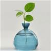 QSLKI Vaso In Vetro Per Albero Di Avocado, Kit Per La Coltivazione Di Alberi Di Avocado, Vaso Per Fiori E Ghiande, Vaso In Vetro Per Casa, Scrivania, Decorazione Per Gli Amanti Del (blu)