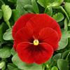 Generico Semi di Viola del Pensiero Gigante Svizzera Rossi, 90 Semi, Varietà Rara, giant red pansy seeds
