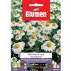 Blumen matricaria nana bianca dei prati
