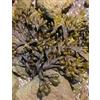 HERBOPLANET SRL TSA FUCUS VESCICULOS 50ML