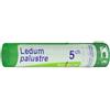 BOIRON Srl Ledum Palustre (Boiron) 80 Granuli 5 Ch Contenitore Multidose