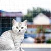 Tuwyii Rete Gatti, 4x3m Rete per Balcone Esterno, Rete Anti piccioni, con Rete Rinforzata - Installazione Senza Foratura, Resistente a Strappi/Morsi/Raggi UV - per Balconi Esterni, Scale, Finestre (6 x 3 m)