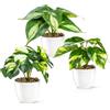 PASCH® Set di 3 piante artificiali come reali (18 cm) in vaso di ceramica lucido | Piante artificiali in vaso | Piante artificiali in vaso | Fiori artificiali Fake Plant