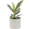 KENTIS - Ficus Elastica Tineke - Piante Vere da Interni Purifica Aria - Pianta da Appartamento Ornamentale - H 25-35 cm Vaso Ø 12 cm