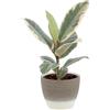 KENTIS - Ficus Elastica Tineke - Piante Vere da Interni Purifica Aria - Pianta da Appartamento Ornamentale - H 25-35 cm Vaso Ø 12 cm