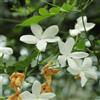 le Georgiche Pianta vera di Jasminum officinale - Diametro Vaso Ø 17 cm