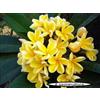 Generico 4 SEMI DI PLUMERIA -FRANGIPANI - POMELIA- VARIETA' Heidi Gold