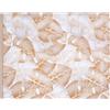 SaRani Tovaglia per Tavolo, Copritavolo Plastificato Antimacchia Impermeabile a Fantasia Foglie con Bordino (12 posti (120x230 cm), Beige)