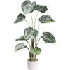 Anthurium clarinervium - kaiserkraft