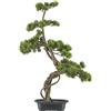 Pianta artificiale bonsai di pino - kaiserkraft