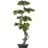 Pianta artificiale bonsai di pino - kaiserkraft