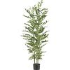 Palma artificiale Caryota mitis - kaiserkraft