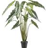 Alocasia zebrina sarian - kaiserkraft