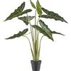Alocasia zebrina sarian - kaiserkraft