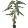 Alocasia zebrina sarian - kaiserkraft