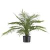 Palma Areca - kaiserkraft