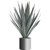 Agave tequilana - kaiserkraft