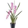 Orchidea Cymbidium orientalis - kaiserkraft