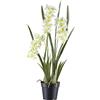 Orchidea Cymbidium orientalis - kaiserkraft