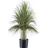 Pianta artificiale Beaucarnea - kaiserkraft
