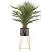 Palma di areca - kaiserkraft