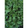 Generic Portale Cool Sovescio - Favino - Zauberer - 250 Gramm