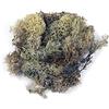 Rayher 8503231 Muschio Islandese, Naturale, Busta 100 g