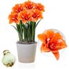 DUTCH BULBS EXCLUSIVE PLANTS FROM HOLLAN Amaryllis Celica, 1 bulbo di grandi dimensioni 26/30, Esclusivo, Bulbi da fiore, piante e fiori dall'Olanda, Autentici Hippeastrum (senza semi, cera e non artificiali)