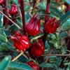Generico 50 Grani di Hibiscus Sabdariffa da Piantare, Grani Roselle Rossi Semi Biologici di Roselle/Acetosella Rossa per orto, Tisane e uso Culinario