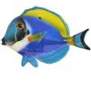 CERAMICHE CALTAGIRONE Pesce Chirurgo Ceramica cm 20