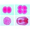 3B Scientific LIEDER Scienze Microscopia Micro preparati Serie SISTEMA DI POTENZIAMENTO corpo e movimento