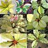 VISTARIC 40seeds: Semi Plumeria rubra Variegato Frangipani Mix Rare reale madam semi poni Albero Succulente Plumeria Variegato Mix R2