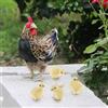 Decorazione modello gallina con 4 pulcini da collezione per giardino