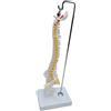 Modello di colonna vertebrale flessibile Modello di scheletro anatomico della