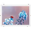 Online-GalleryKing Cornice a clip senza cornice 70x55 cm con vetro acrilico antiriflesso | Cornice portafoto | Foto | Poster | collage | cornice | Tutte le taglie