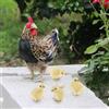Decorazione modello gallina con 4 ornamenti a forma di pulcino per la