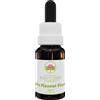 Little flannel flower 15 ml