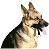 Croci Museruola da Addestramento Cane, in Nylon, Con Gancio per Guinzaglio, Regolabile/Circonferenza muso massima 33 cm