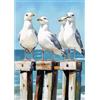 NEWENMO Carini Gabbiani Diamond Painting Set per Adulti,5D Animale Pittura Diamante Kit Completo,DIY Diamant Crystal Art Kits,Ricamo a Punto Croce Artigianale,per Decorazione Della Casa 30x40cm