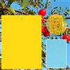 GUIANLOU 40 Pezzi Trappole Appiccicose Lavagne Gialle Per Insetti DIY Trappole Adesive Gialle Carta Moschicida Gialla a Doppia Per Mosca Bianca,Mosca Della Frutta,Afidi,Minatori Fogliari,Cicaline