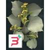 HERBOPLANET SRL MSA TILIA TOMENTOSA 50 ML