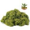 Ryvera Muschio islandese per fai da te, muschio in 5 diversi 200 g, per foto di muschio, naturale, autentico, conservato, muschio artificiale per fai da te, decorazioni, muschio (verde oliva 100 G)