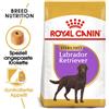 ROYAL CANIN Labrador retriever adult sterilised 12 kg alimento secco per labrador retriever di età superiore ai 15 mesi dopo la sterilizzazione